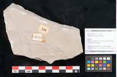 Foto (Objekt + Etikett) von Dictyopteris brongniarti Gutb. (NHMW-GEO-2024-0188-10771)